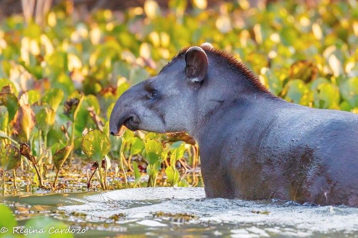 Tapir