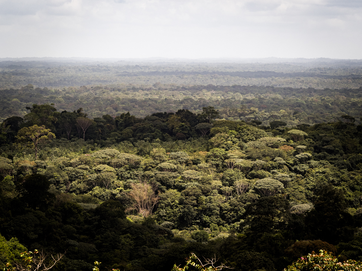 Forêt amazonienne Guyane